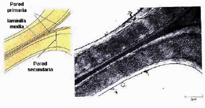 Apuntes De Fisiologia Vegetal Pared Celular Vegetal