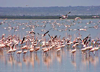 Bogoria lake is the salty alkaline lake to the South of Rift Valley. 
