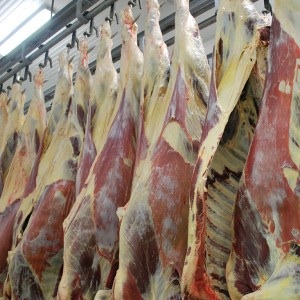 Halal Beef carcass