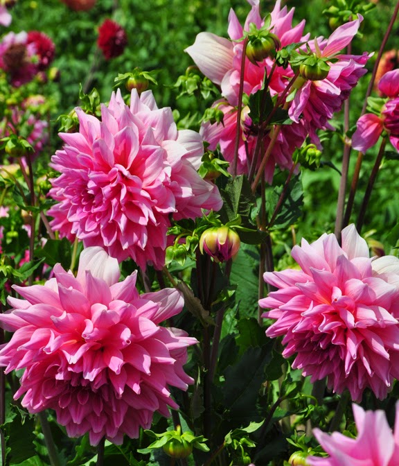 Three Dogs in a Garden Part 2 The Dinner Plates Dahlias