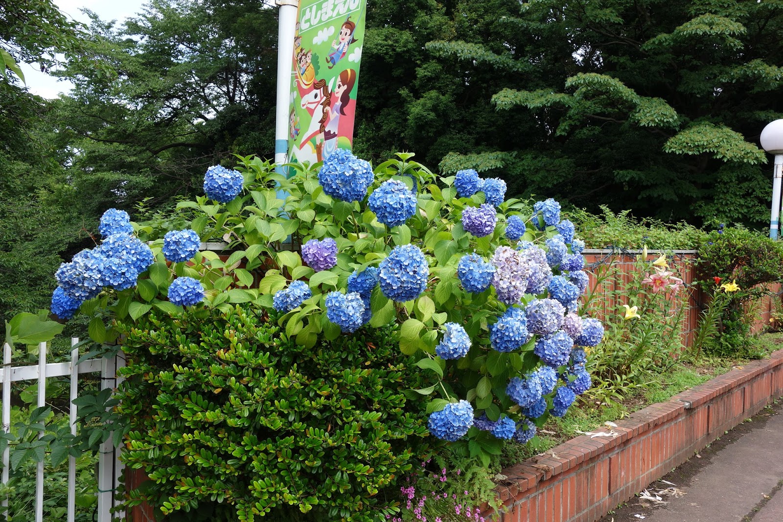 A Trip To Kamakura Japan Hydrangeas In June All The Travel