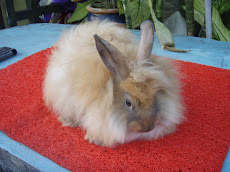 ANGORA + LIONHEAD