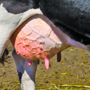 Image result for About Mastitis In Dairy Cattle