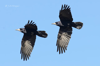 Graja, Corvus frugilegus, Rook