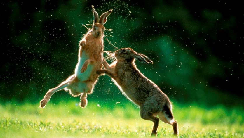 Imagenes De La Vida Silvestre | un mundo en paz las mejores fotos de la vida silvestre Imagenes De La Vida Silvestre | un mundo en paz las mejores fotos de la vida silvestre