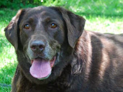 insulinoma in dogs insights into veterinary endocrinology insulinoma in dogs insights into veterinary endocrinology