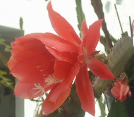 Epiphyllum vermelha