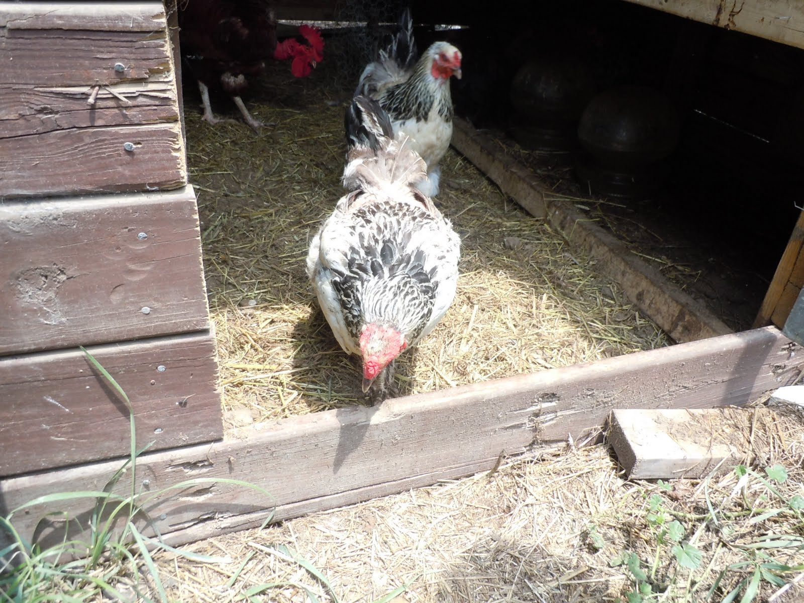 Prison Break! (Chicken Pictures) The Chicken Scoop