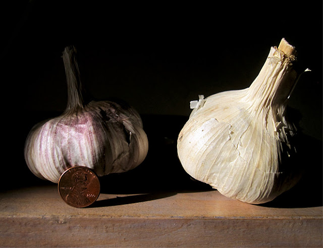 Seed Garlic