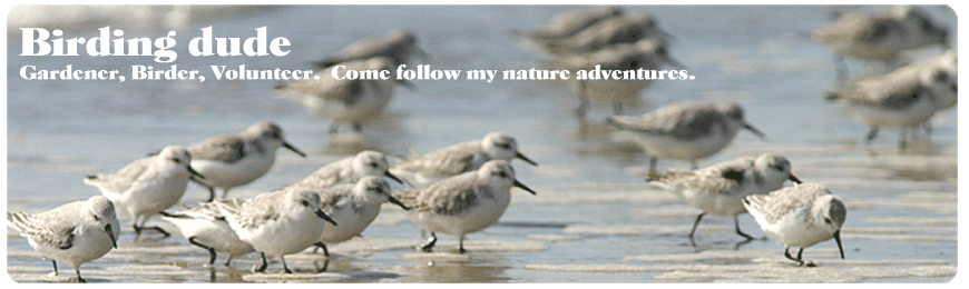 Birding Dude