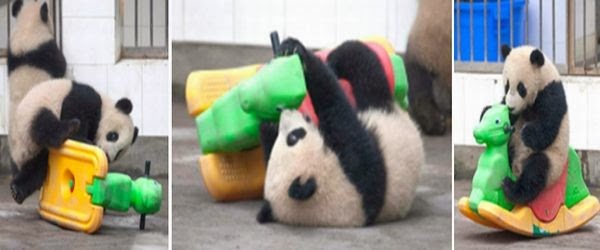 Panda kecil terpeleset Panda kecil terpeleset