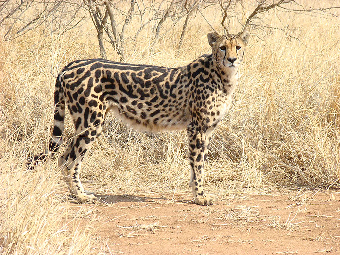The King Cheetah Amazing Facts & Pictures.