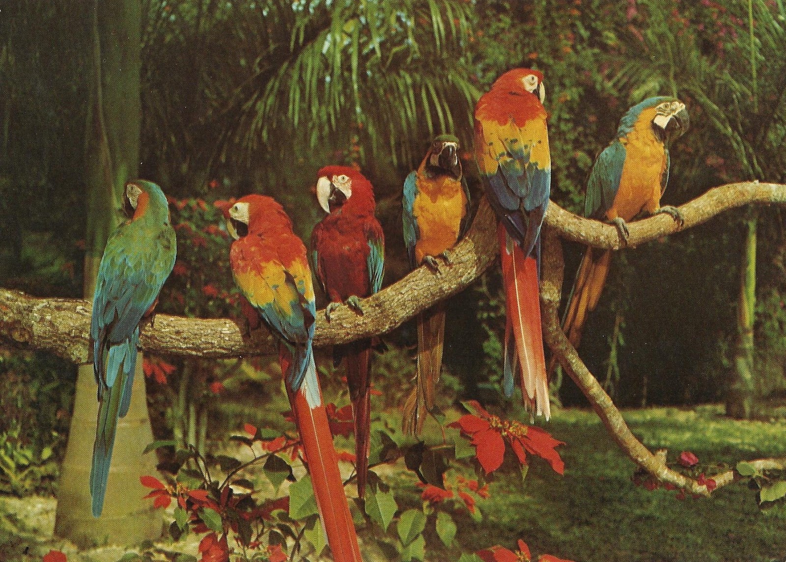 Download this Parrot Jungle Miami Natural Unspoiled Tropical Beauty picture