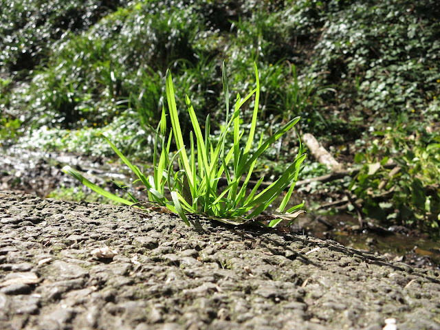 Tuft of tough, green grass beside a path above small stream.