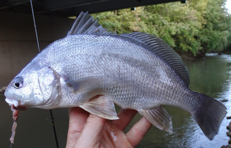 Ben Cantrell's fish species blog Northeast Illinois in a day