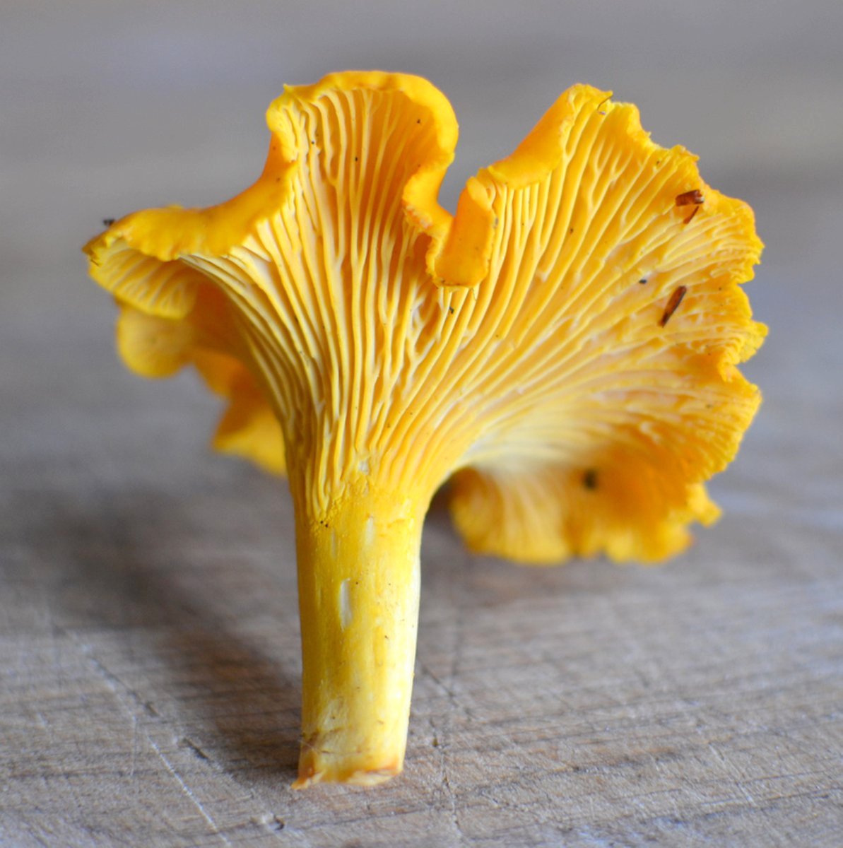 The Doctor in the Kitchen Delicious Risotto with Wonderful Chanterelles and Plentiful Parmesan