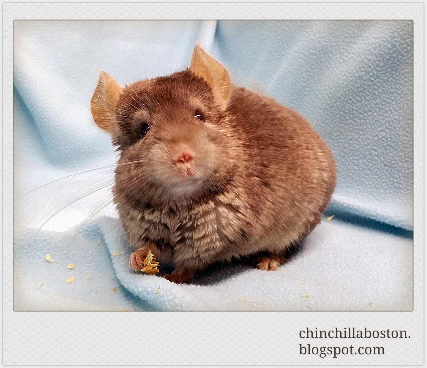 tan chinchilla