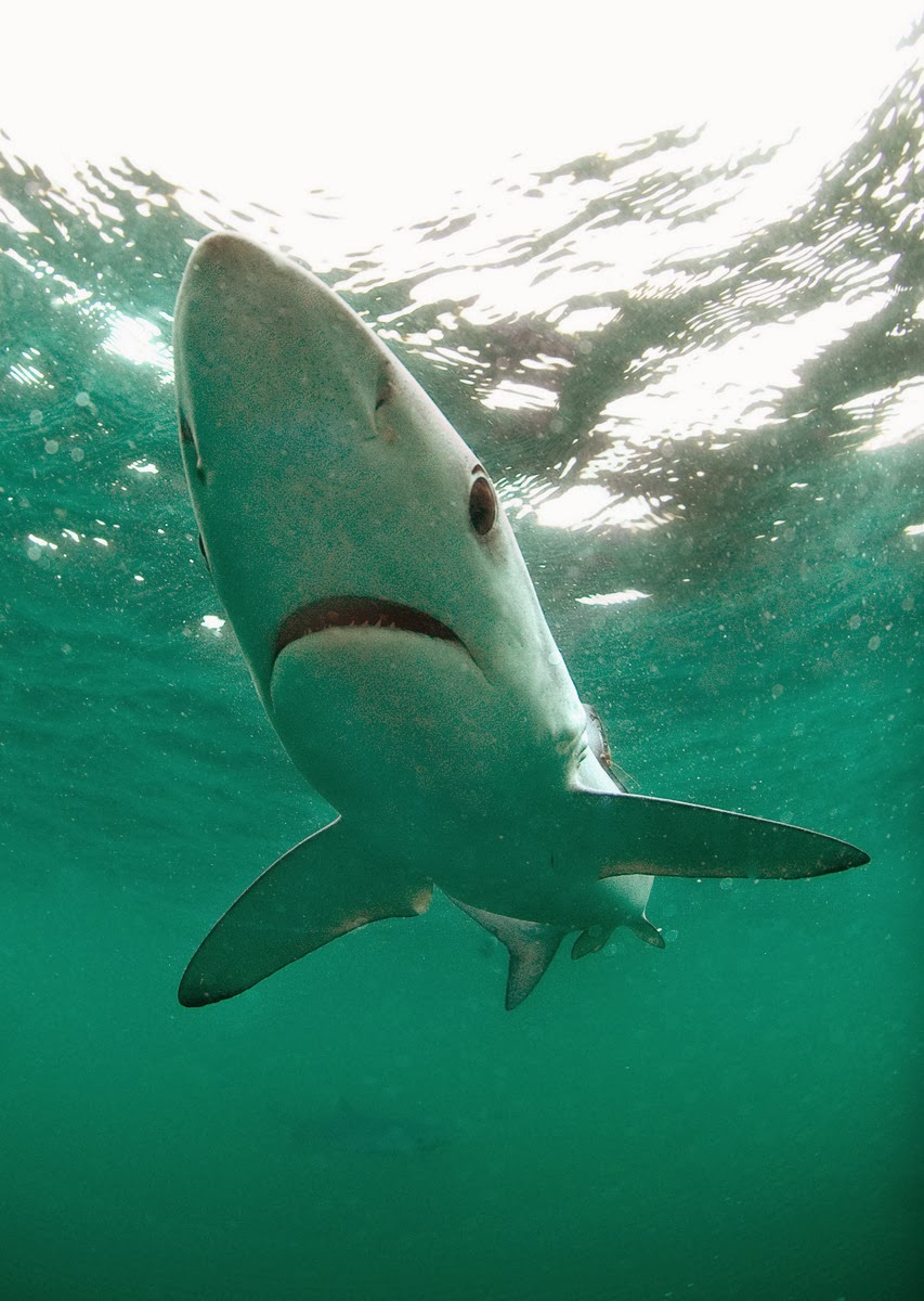 View Into The Blue Shark PNG