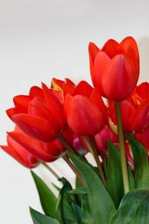 Gambar Foto Wallpaper Gratis Gambar Bunga Tulip Merah