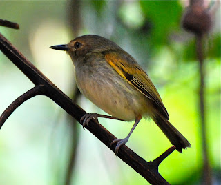 Rusty-Fronted Tody-Flycatcher