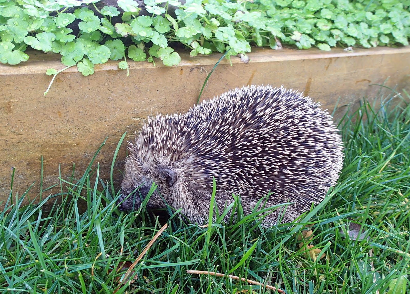 Baby hedgehog, powering around the yard today. It's moving into 'no hedgehog here' position.