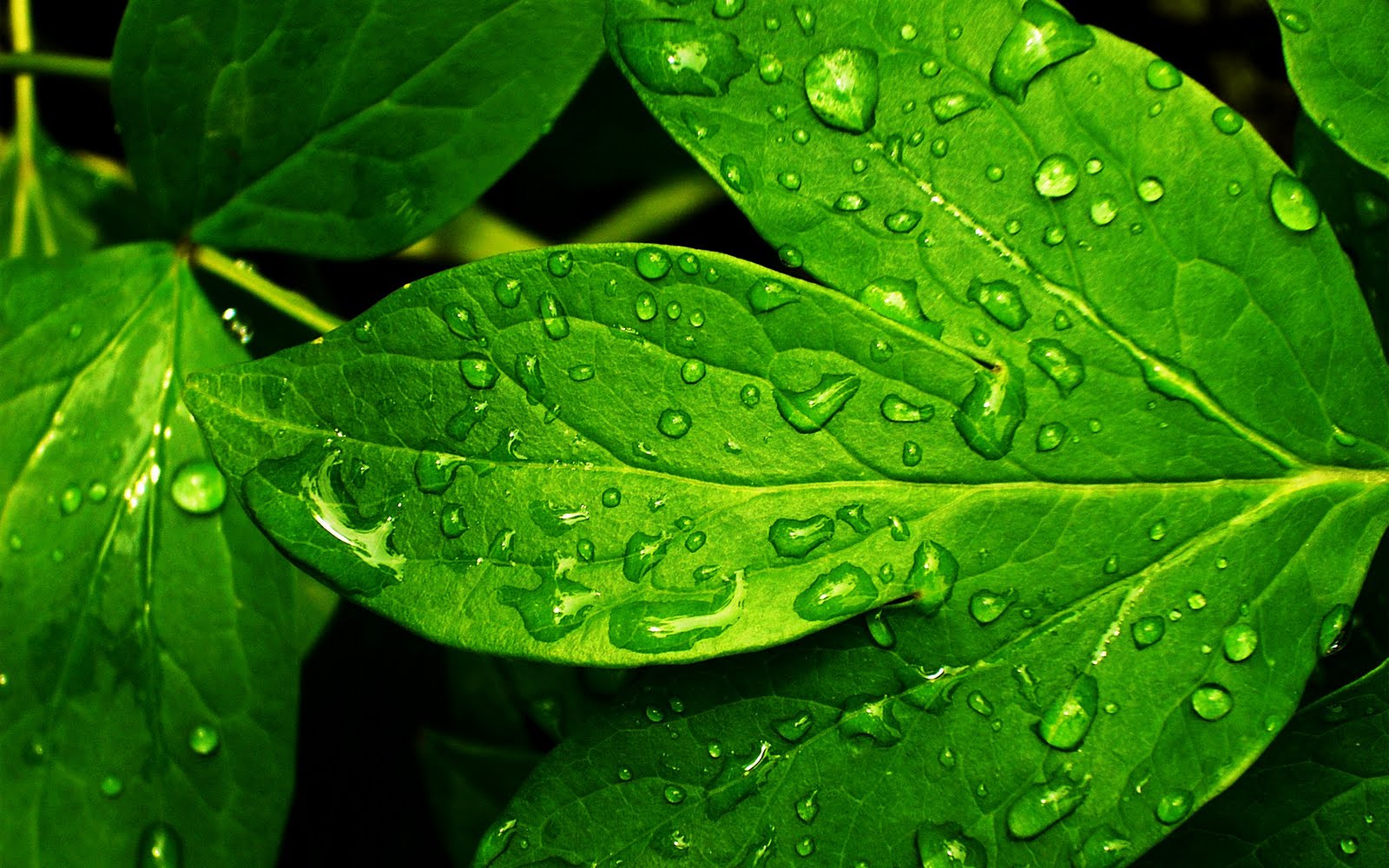 Rain Drops on Leaf HD Close Up Wallpapers Desktop Wallpapers