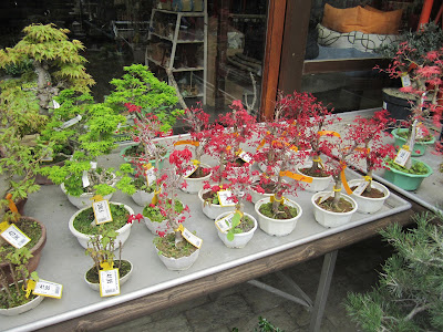 Mi pasion por el bonsai: De viveros.