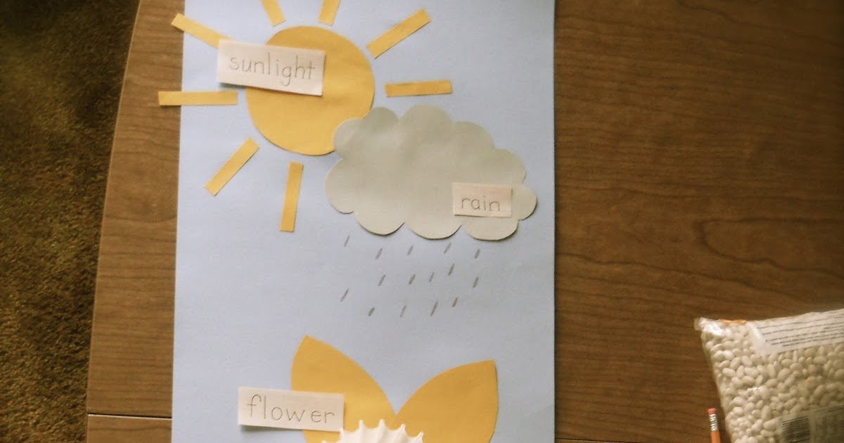 Growing A Kindergarten: Plant Parts