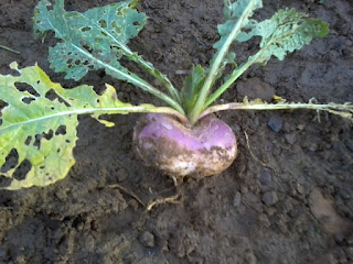 a healthy looking turnip