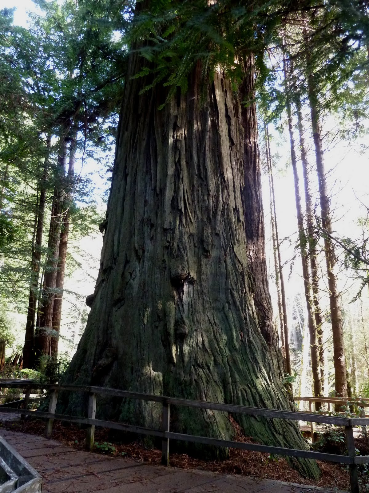 seniors walking across america DAY 47 TREES OF MYSTERY ORICK