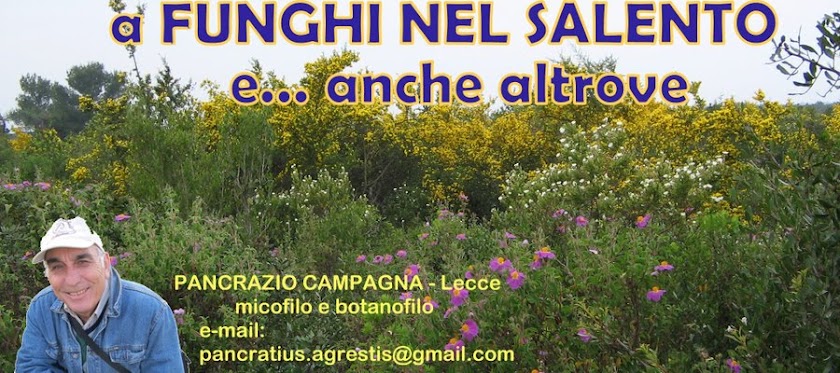 a FUNGHI nel SALENTO e... anche altrove