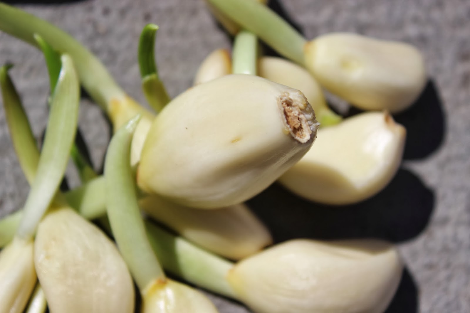 God Husband Kids Growing from Scraps!Garlic