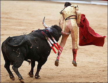 fighting facts bull fighting bull fighting facts fighting facts bull fighting bull fighting facts