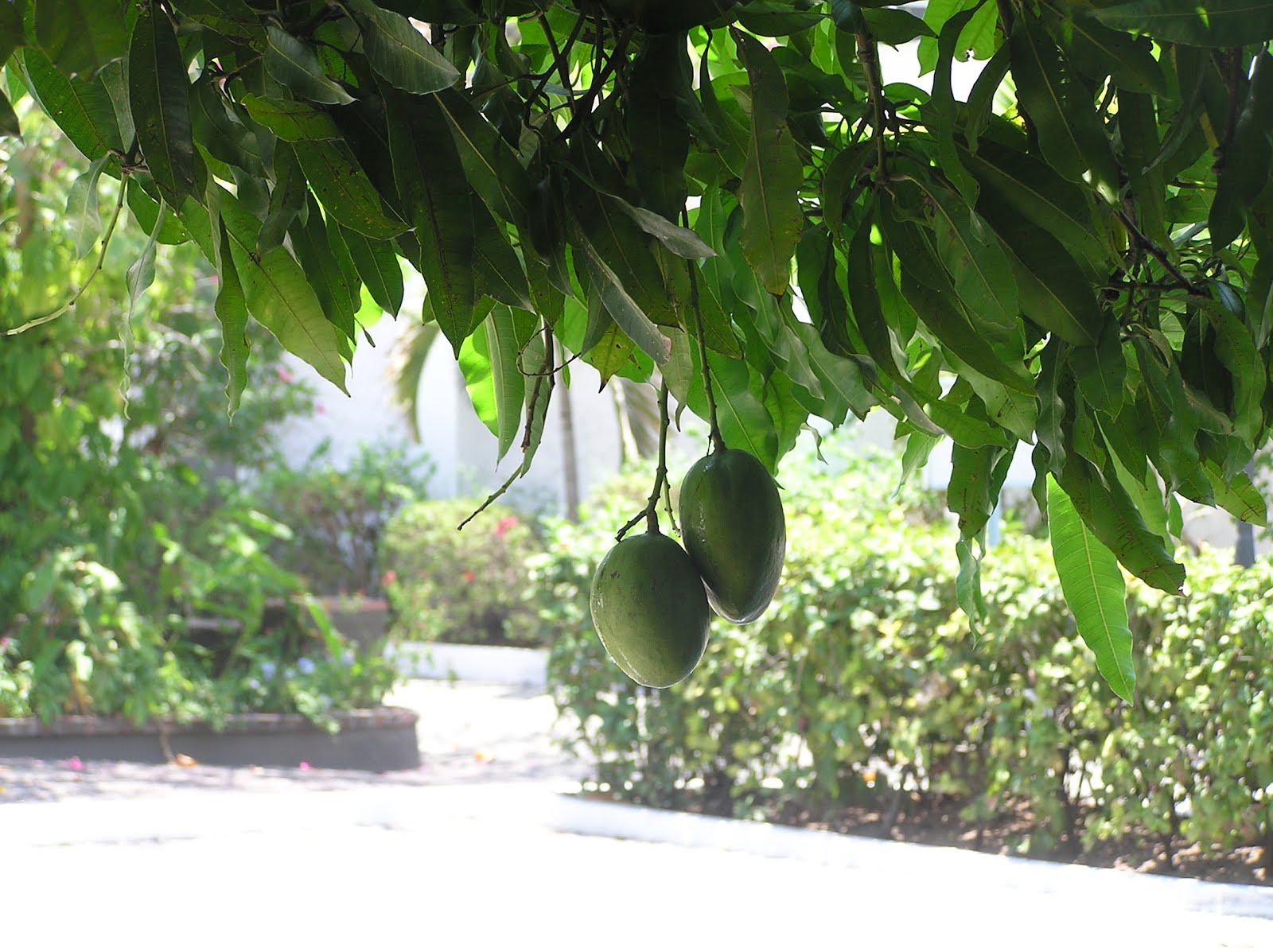 In and around Jamaica, W.I. It's MANGO time!