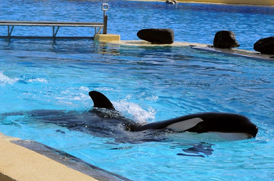 Orca Morgan en el Loro Parque (Fuente: Moisés Péres, D.A. 2012)