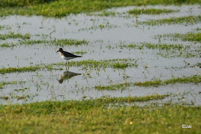 Sandpipers @ Dubai Pivot Field