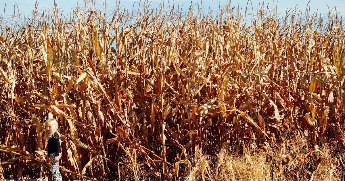 NotSoSAHM Pumpkin Picking at Sharp's at Waterford Farm