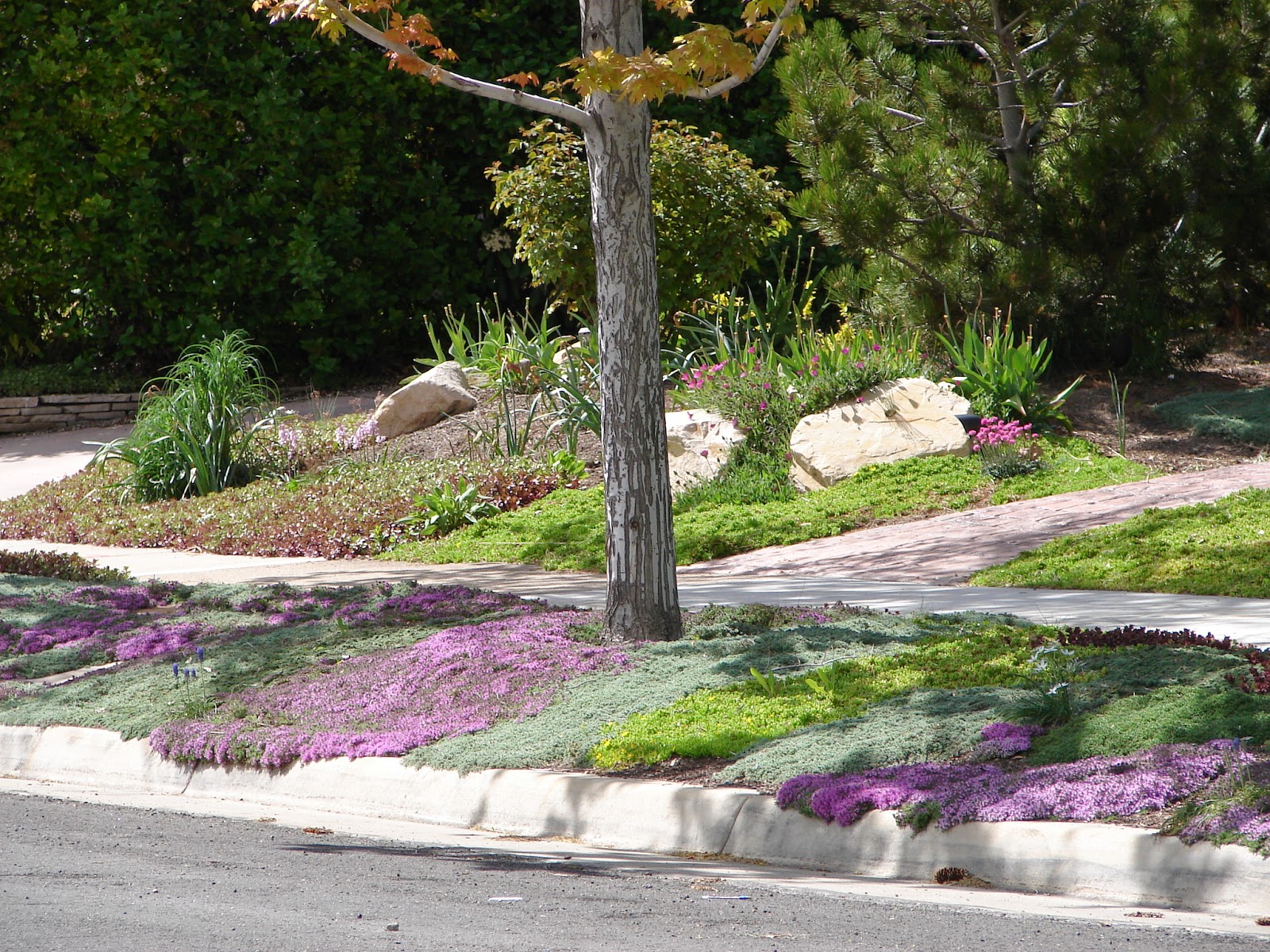 New Utah Gardener Ground Cover Thymes For Utah