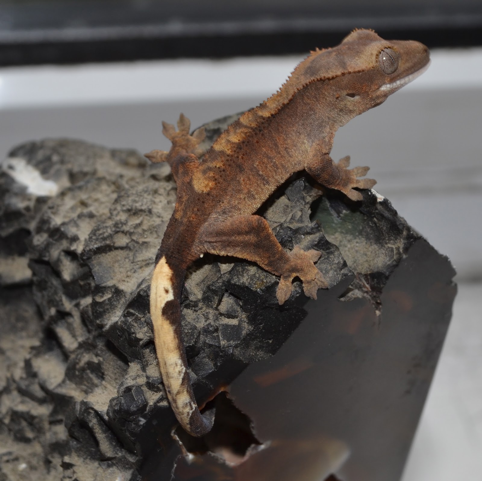Crested Geckos Blog: August crested gecko hatchlings!!!