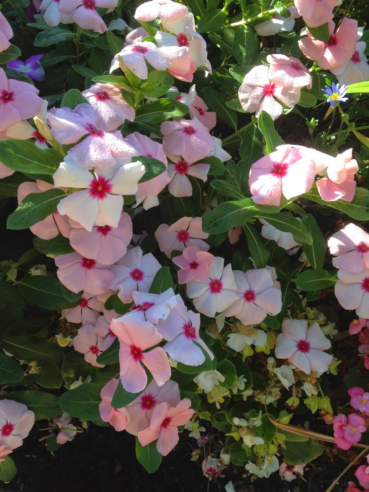 Aprille's SoCal Gardening Vinca