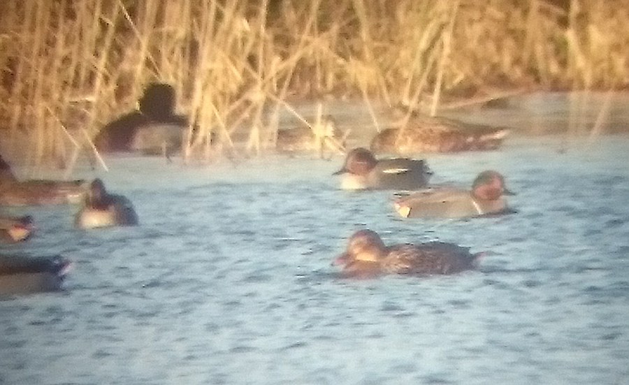 Green-winged Teal