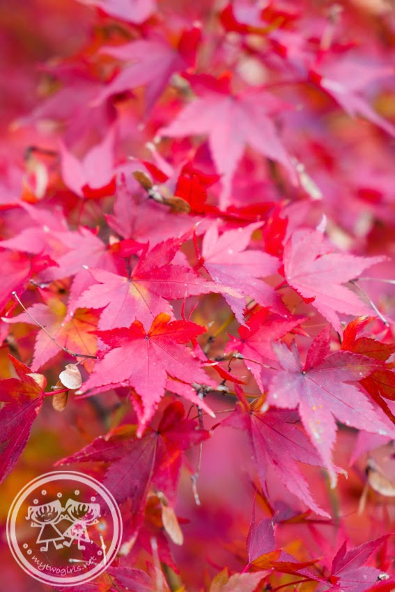 Daikakuji Autumn Leaves