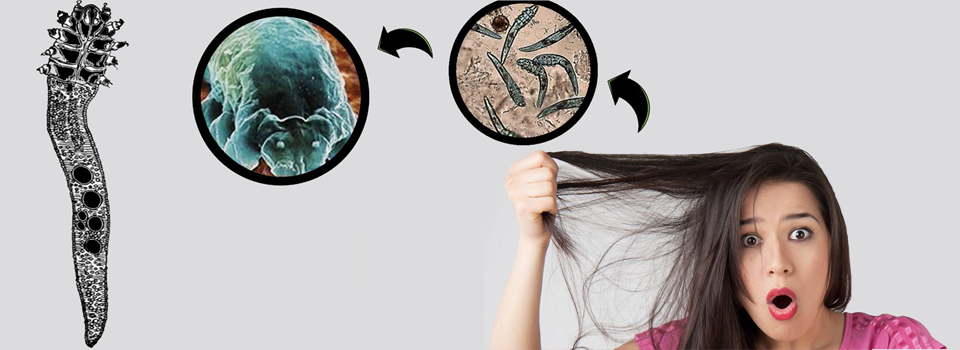 Hair Mites Solution