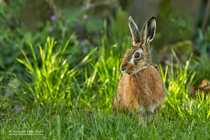 Wildlife Photographic Journals Spring Hares