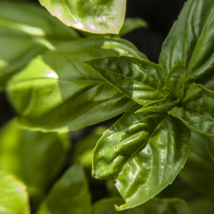 Macro Photography Macro Photography