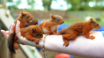 Noticias Muy Curiosas Ver Para Creer Bebes Ardillas Rojas Rescatados Despues Del Paso Del Huracan Katia Por Inglaterra