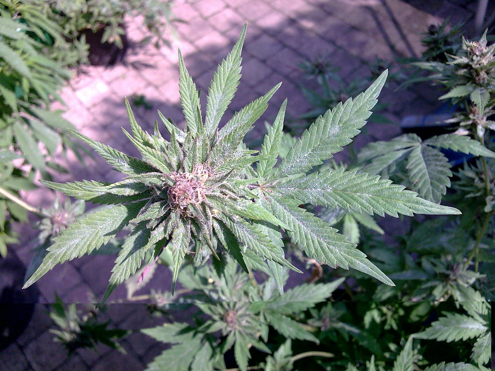 Powdery Mildew Cannabis