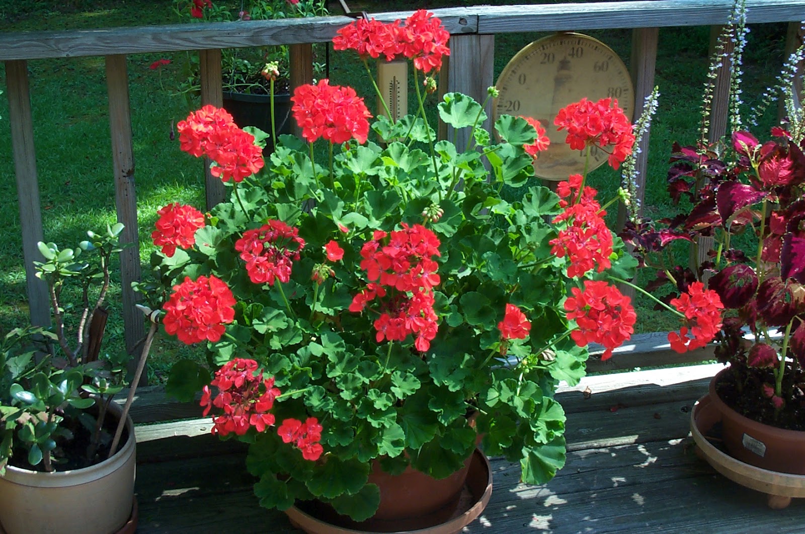 Two Sisters Gardening Geraniums Try Saving a Container Plant for Next Year