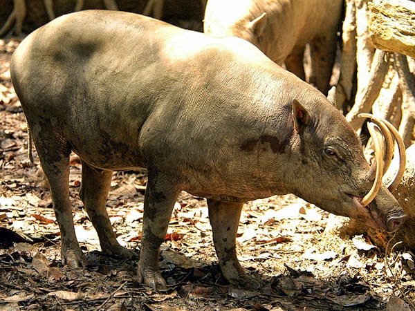 Artikel Kecantikan Dan Kesehatan Untuk Kita Semua 5 Hewan Dengan Gigi Taring Yang Menakutkan Di Dunia