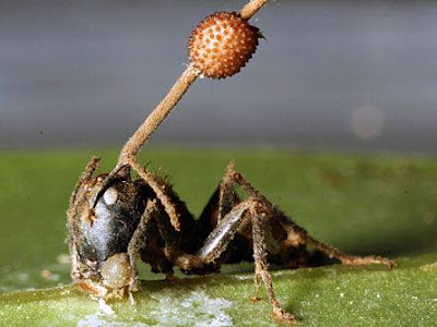 殭屍蟻 真菌